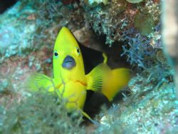 Rock Beauty, in Cayo Largo (Dec 2004) at 63 ft deep with ... by Jean Boisvert 